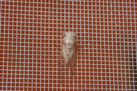 Tropical Specklewing