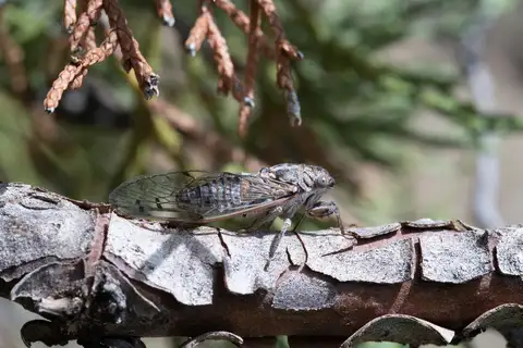 Little Juniper Cicada