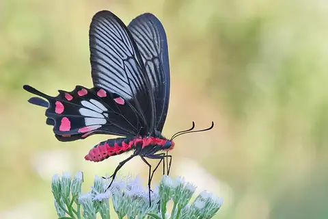 Common Rose Swallowtail