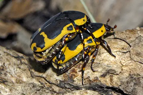 Garden Fruit Chafer