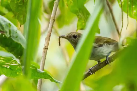 Green-backed Whistler