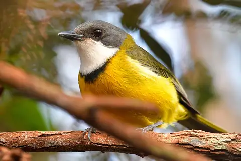 New Caledonian Whistler