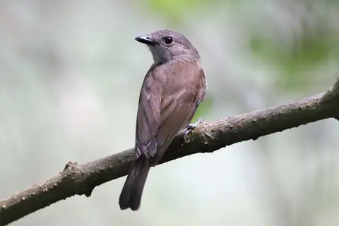 Mangrove Whistler