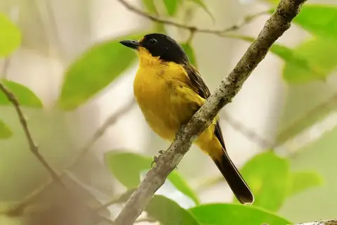 Yellow-throated Fiji Whistler