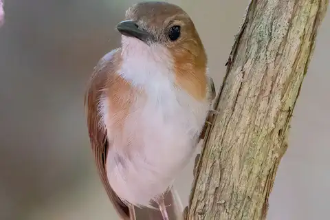White-vented Whistler