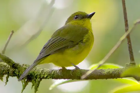 Bornean Whistler