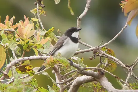 White-bellied Whistler