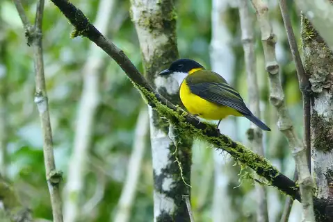 Yellow-throated Whistler