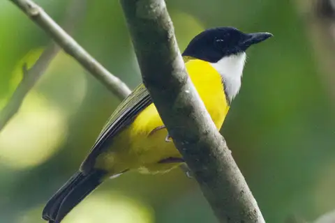 Black-chinned Whistler