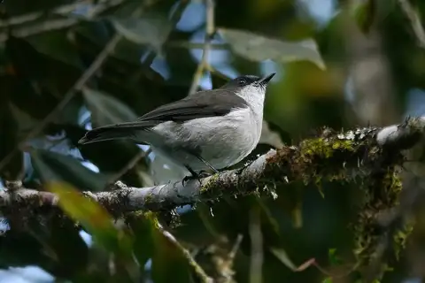 Brown-backed Whistler