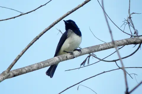 Black-headed Whistler