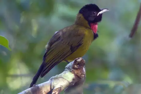 Bare-throated Whistler