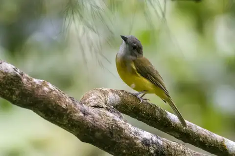 Yellow-bellied Whistler