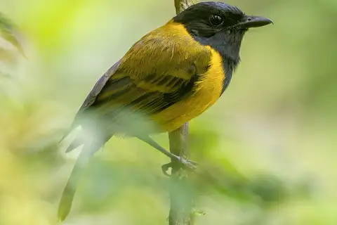 Bougainville Whistler
