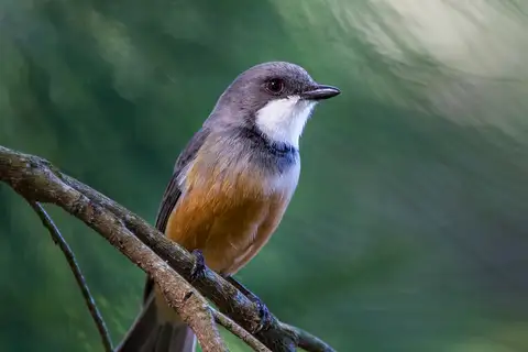 Rufous Whistler