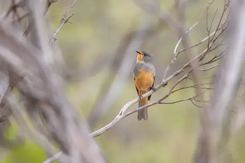 Red-lored Whistler