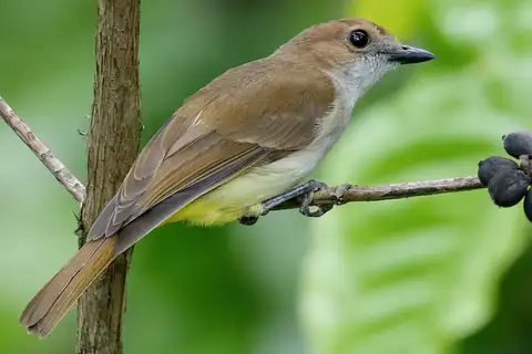 Sulphur-vented Whistler