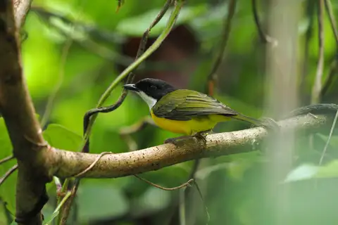 White-throated Fiji Whistler