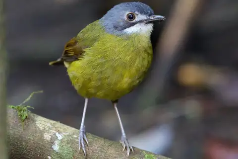 Green-backed Robin