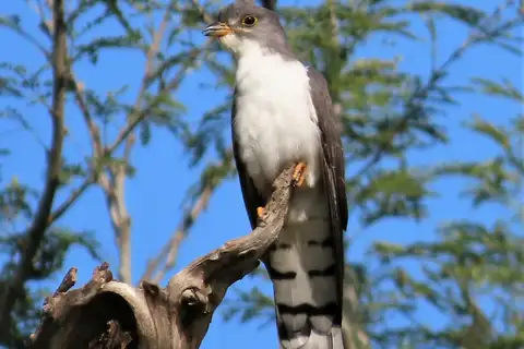 Thick-billed Cuckoo