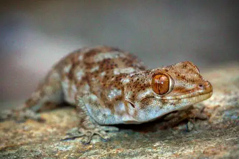 Fragile Thick-toed gecko