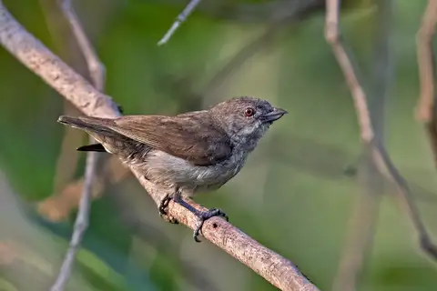 Thick-billed Flowerpecker