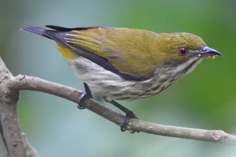 Yellow-vented Flowerpecker