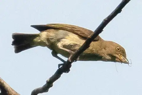 Brown-backed Flowerpecker