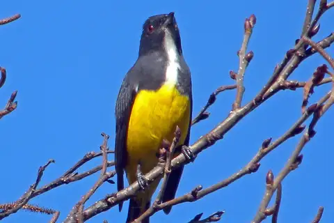 Yellow-bellied Flowerpecker