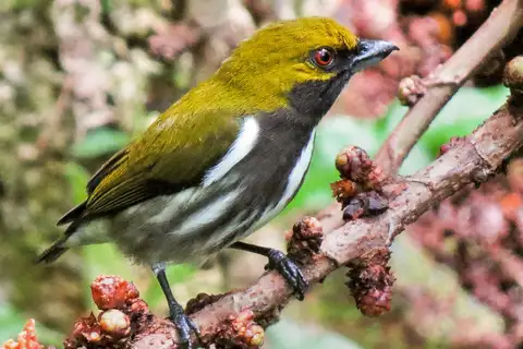 Olive-backed Flowerpecker