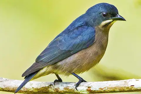 Whiskered Flowerpecker
