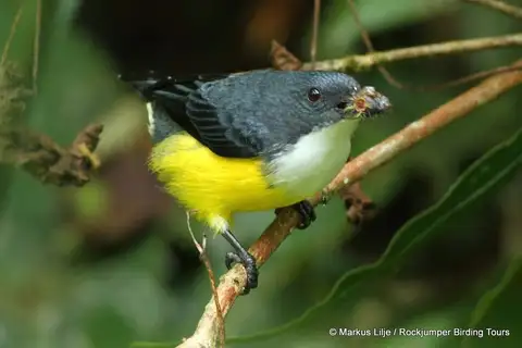 Legge's Flowerpecker