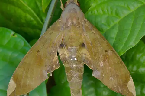 Fig Sphinx