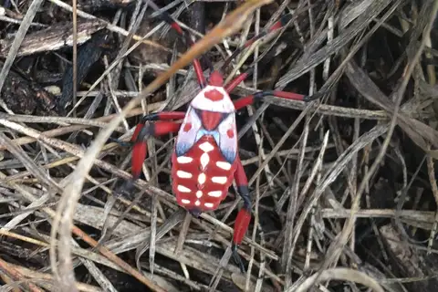 Giant Mesquite Bug