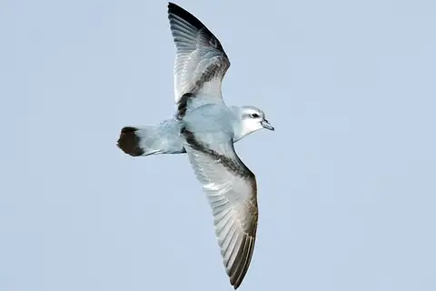 Fulmar Prion