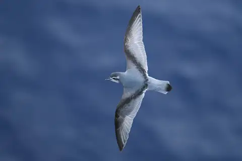 Antarctic Prion
