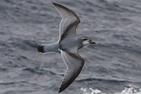 MacGillivray's Prion