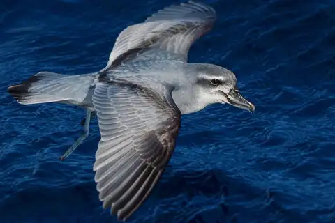 Broad-billed Prion