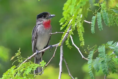 Rose-throated Becard