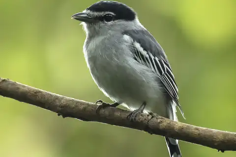 Black-and-white Becard