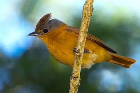 Chestnut-crowned Becard