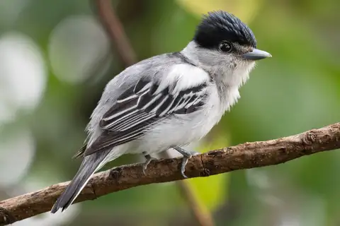 Grey-collared Becard
