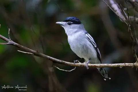 Black-capped Becard