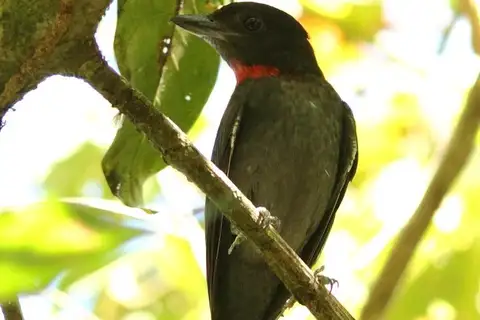 Pink-throated Becard