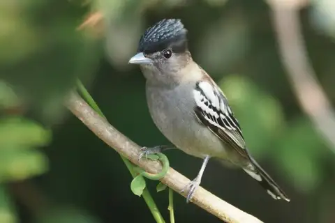 White-winged Becard
