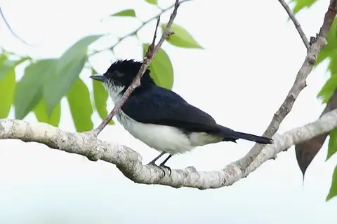 Glossy-backed Becard