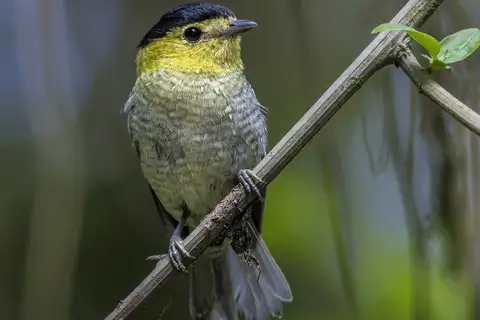 Barred Becard