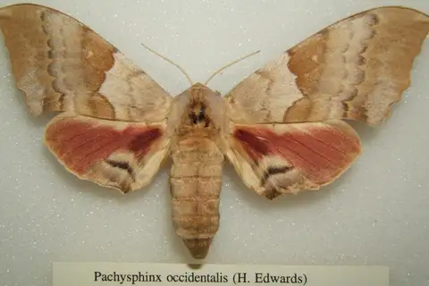 Western Poplar Sphinx
