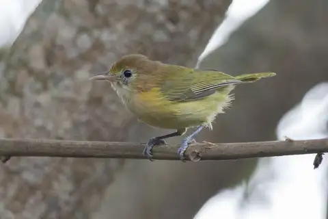 Golden-fronted Greenlet