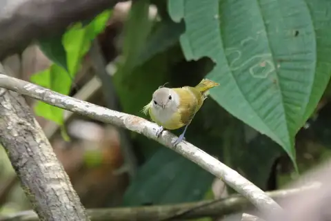 Dusky-capped Greenlet